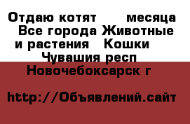 Отдаю котят. 1,5 месяца - Все города Животные и растения » Кошки   . Чувашия респ.,Новочебоксарск г.